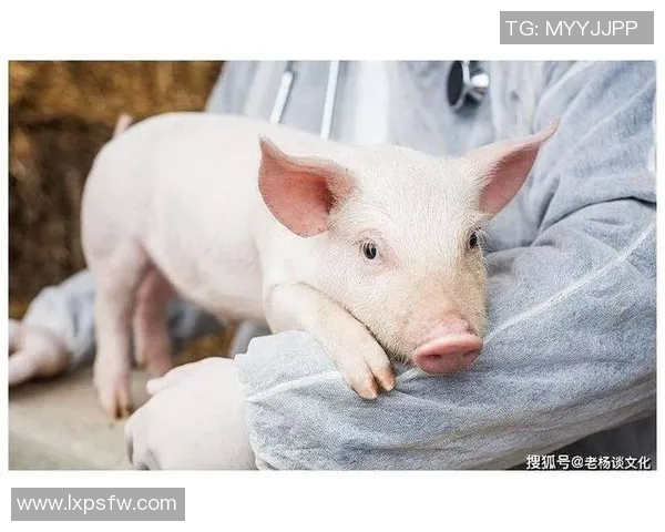 生肖属猪的足球明星们如何在绿茵场上展现独特魅力与实力